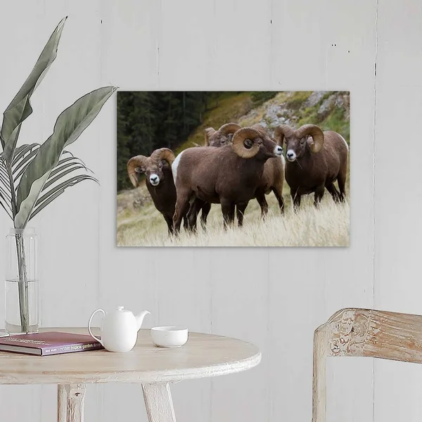 Rocky Mountain - Bighorn Sheep, Rams, Canvas Wall Art, 24x16, Great Big Canvas