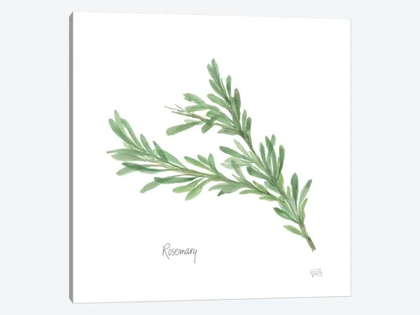 Chris Paschke Paintings Canvas Art Prints - Rosemary ( Floral & Botanical > Plants > Herbs art)