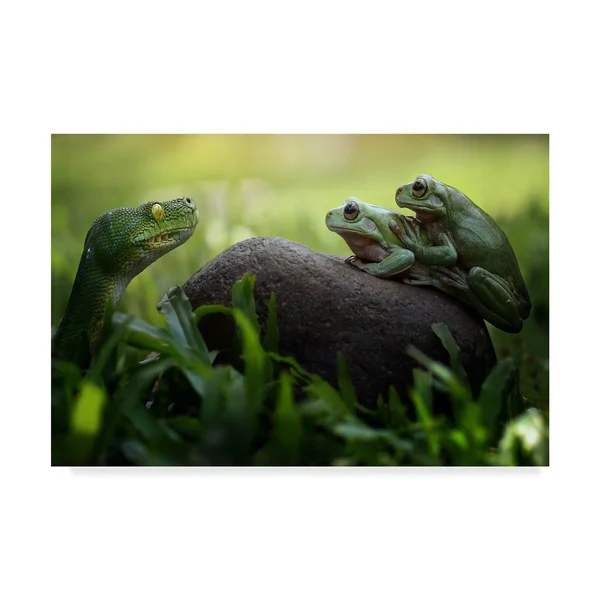 Trademark Fine Art Fahmi BHS 'Frogs Curiosity' Canvas Art - Multi-Color, Size: 16 x 24