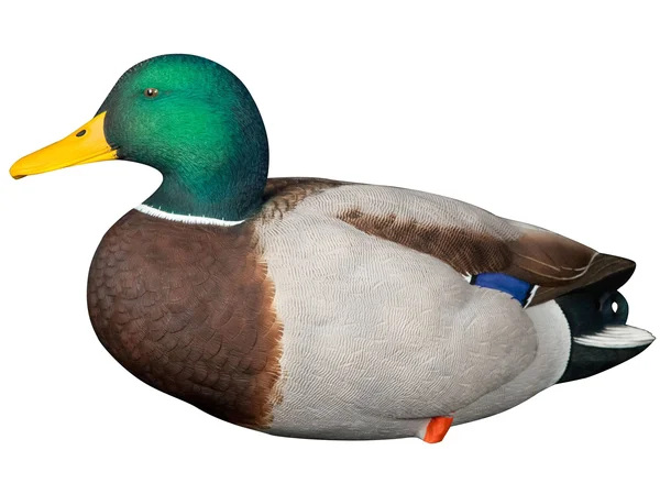 Avian-X Full Body Mallard Decoys 6 Pack