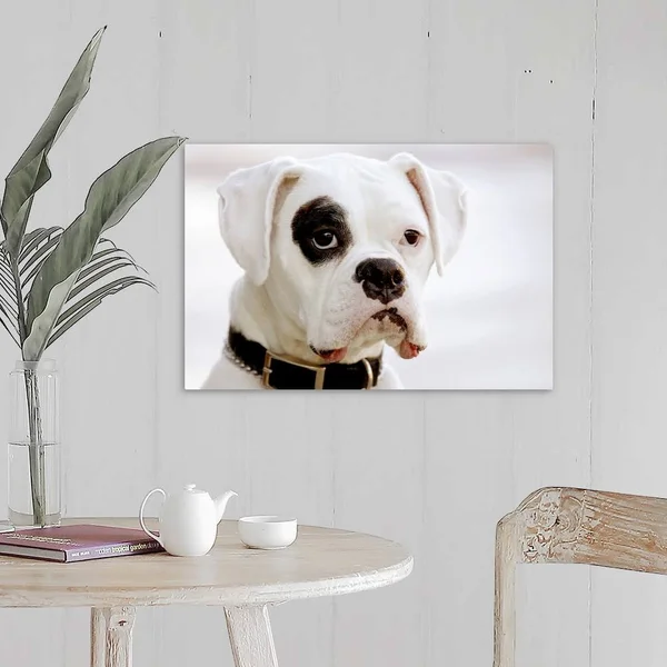 White Boxer Dog - Canvas Wall Art, 24x16, Great Big Canvas