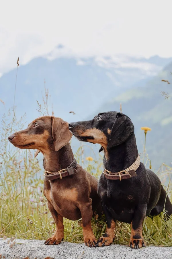 Touch of Leather Dog Collar - Chocolate XL, Brass