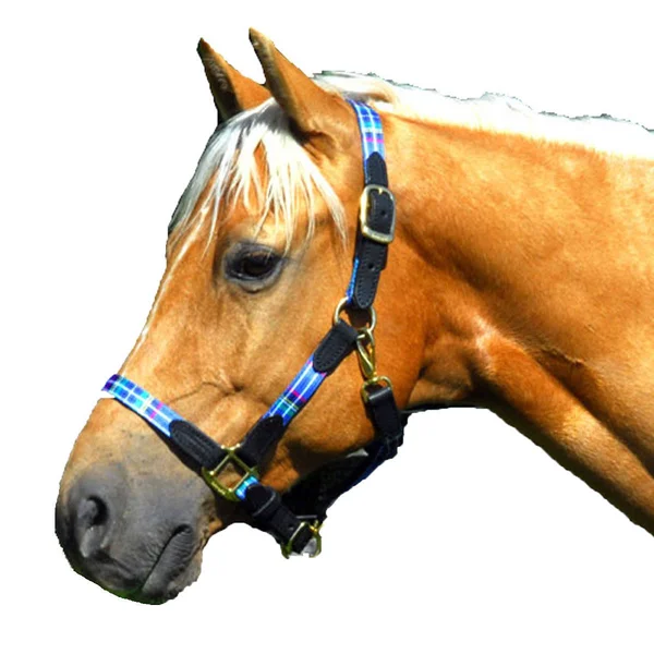 Highland 127010G Halter with Leather Accents - Green Horse
