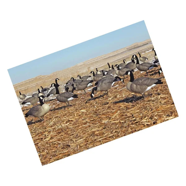 DOA Decoys Rogue Series Full-Body Canada Goose 6 Pack