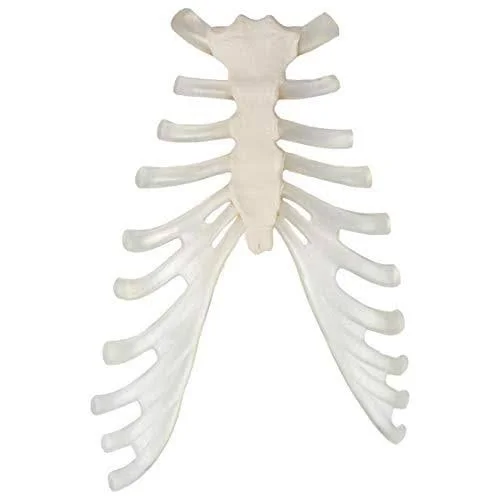Axis Scientific Complete Disarticulated Human Skeleton Bundle, Includes 3 Part Human Skull, Life Size Bones, Articulated Hand an