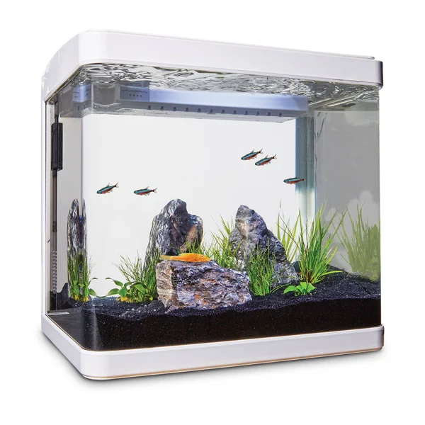 Imagitarium Freshwater Cube Aquarium Kit - 5.2 Gal