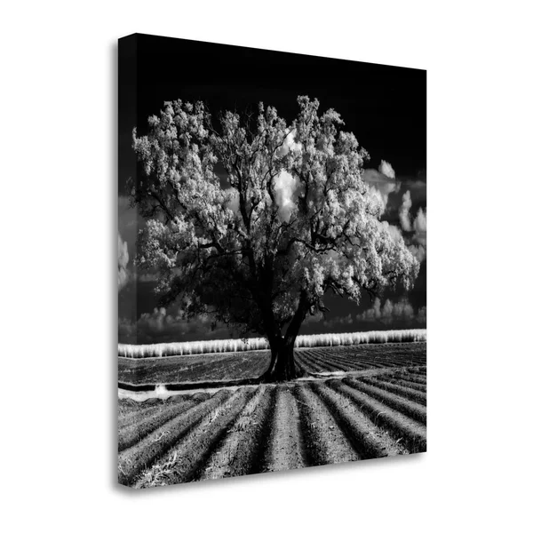 Daydream by Mike Jones Fine Art Giclee Print on Gallery Wrap Canvas