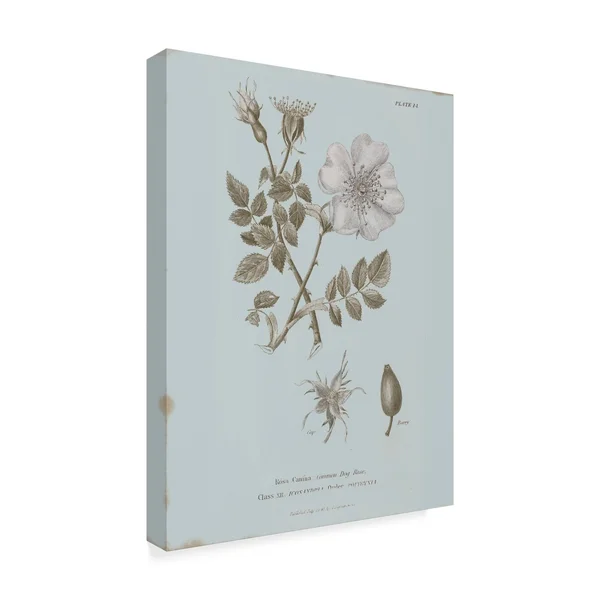 Wild Apple Portfolio 'Conversations on Botany IV Blue' Canvas Art 35x47
