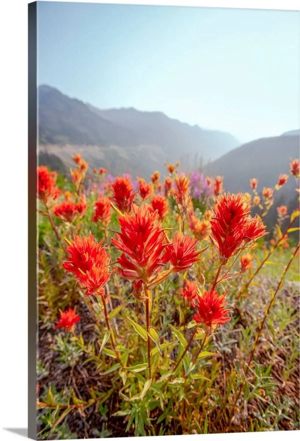 Scarlet Paintbrush, Mount Rainier National Park, Washington, Canvas Wall Art, 40x60, Great Big Canvas
