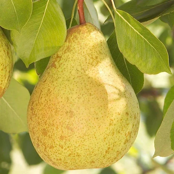 Gardens Alive! White Flowering Ambrosia Pear Fruit Tree Bare Root - 69074