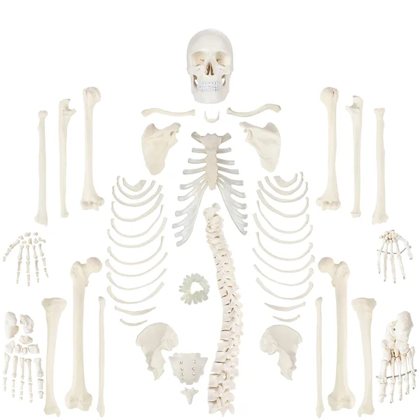 Axis Scientific Complete Disarticulated Human Skeleton Bundle, Includes 3 Part Human Skull, Life Size Bones, Articulated Hand an
