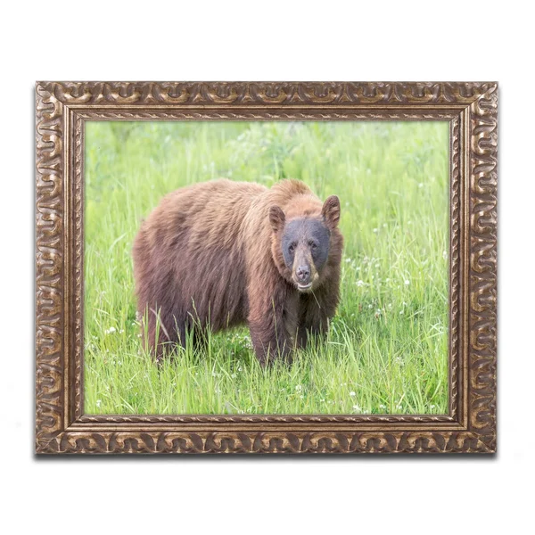 Trademark Art Pierre Leclerc Cinnamon Bear Ornate Framed Art
