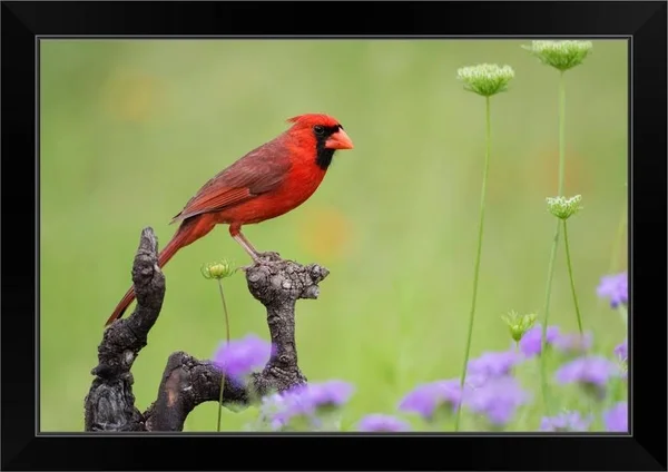 Northern Cardinal (Cardinalis Cardinalis) Male Perched on Limb - Black Framed Wall Art, 24x16, Great Big Canvas