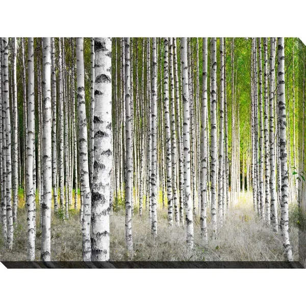 Picture Perfect International Birch Trees 1x22 Giclee Print Canvas Wall Art - 24 Inches x 36 Inches x 1.5 Inches
