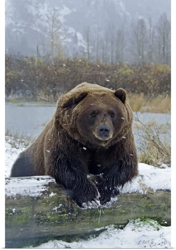 Brown Bear - Resting on Log, Poster Print, 32x48, Great Big Canvas