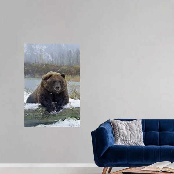 Brown Bear - Resting on Log, Poster Print, 32x48, Great Big Canvas