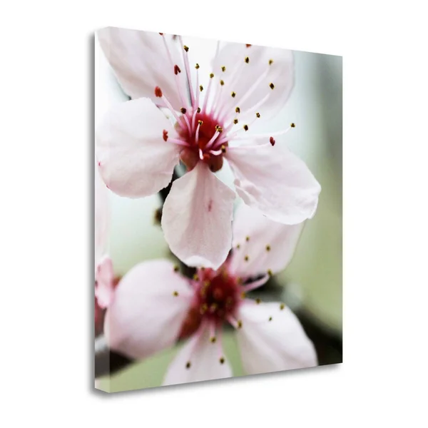 Cherry Flower 2 by PhotoINC Studio Fine Art Giclee Print on Gallery