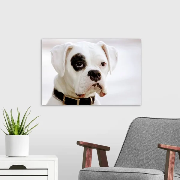 White Boxer Dog - Canvas Wall Art, 24x16, Great Big Canvas