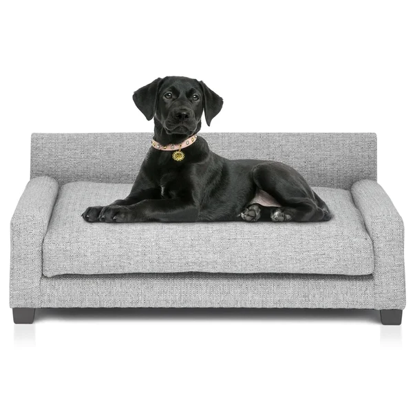 Club Nine Pets Metro Orthopedic Dog Bed - Medium, IVORY.