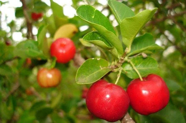 Acerola Cherry Powder - Organic Freeze Dried 22 lbs by Z Natural Foods