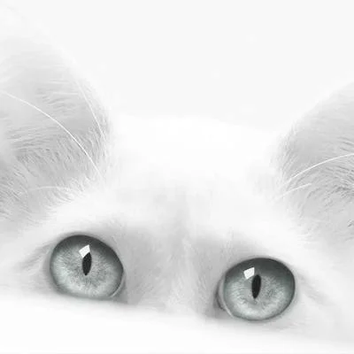 Framed Poster Prints - Diva by Jon Bertelli ( Animal Art > Cats art)