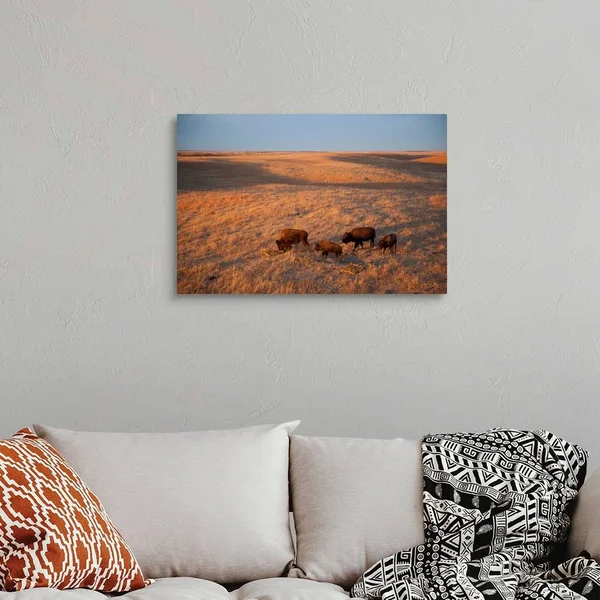 A Herd of Bison Roam on A Ranch, Canvas Wall Art, 30x20, Great Big Canvas