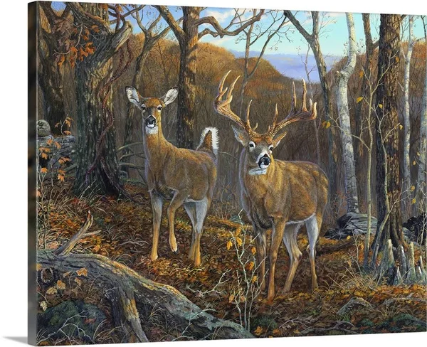 Oak Ridge Trophy Deer - Canvas Wall Art, 20x16, Great Big Canvas