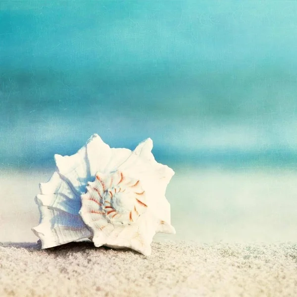 Easy Art Prints Carolyn Cochrane's 'Paradise' Premium Canvas Art - 30 x 30 - Modern Black Frame