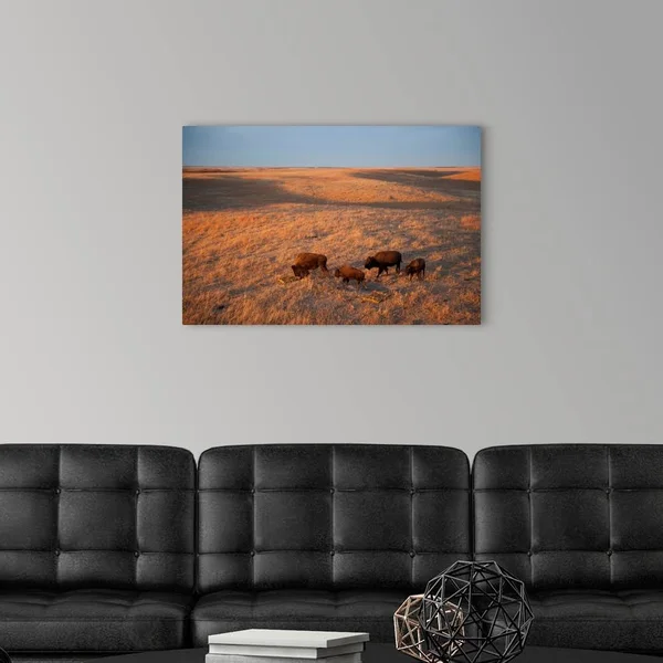 A Herd of Bison Roam on A Ranch, Canvas Wall Art, 30x20, Great Big Canvas