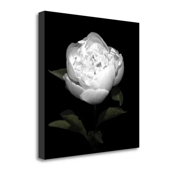 Tangletown Fine Art Peony Perfection II by Jeff Maihara - Giclee Print on Wrap Canvas, 25x22x25x22