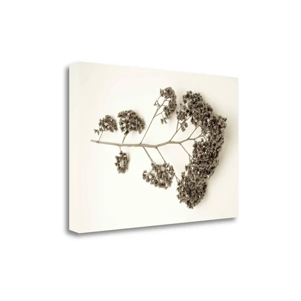 Tangletown Fine Art Garden Bloom, 21x22 by Alan Blaustein, Giclee Print on Wrap Canvas, 28x19x22