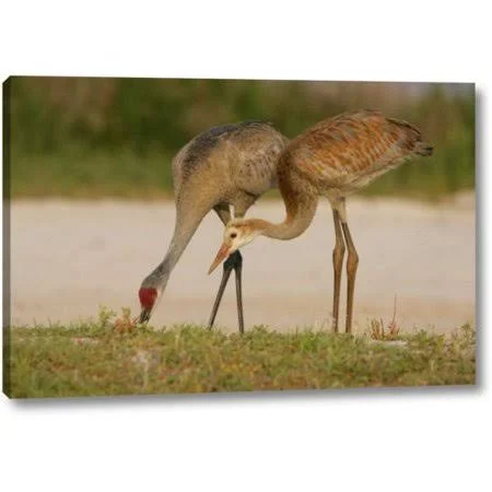Highland Dunes &fl, Sandhill Crane Waits for Food from Parent& by Arthur Morris Giclee Art Print on Wrapped Canvas, Size: 21 inc