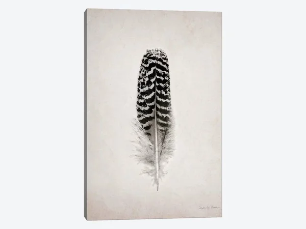 Debra Van Swearingen Canvas Wall Decor Prints - Feather I ( Decorative Elements > Feathers art)