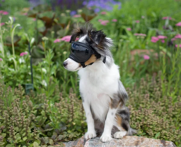 Rex Specs Dog Goggles - Hot Granny Smith - X-Small - 1 Clear & 1 Red Mirror Lens
