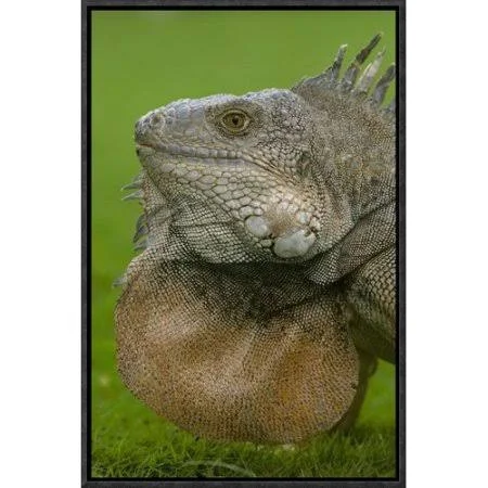 East Urban Home Green Iguana Flaring Dewlap Framed Photographic Print on Canvas