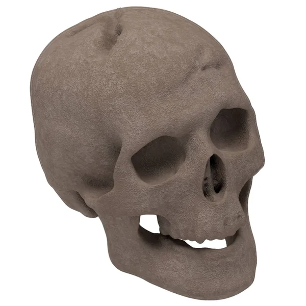 Regal Flame Human Skull Ceramic Wood Large GAS Fireplace Logs Logs for All Types