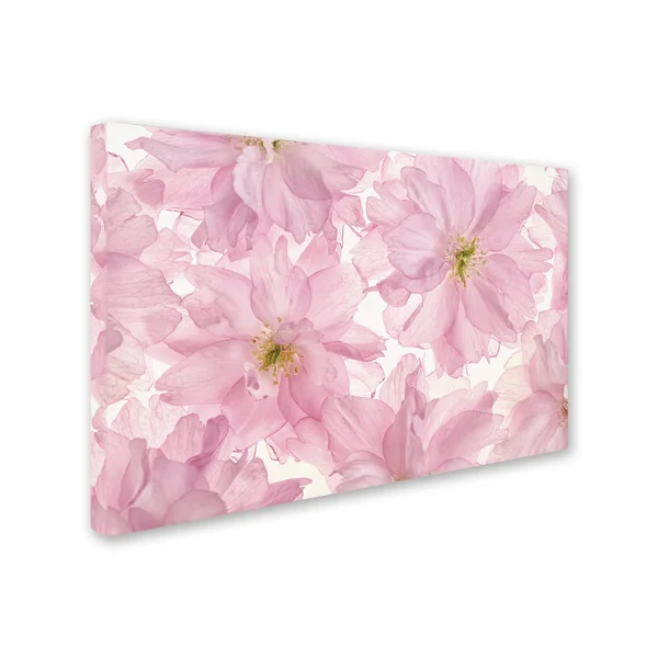 Trademark Fine Art &Pink Cherry Blossom& Canvas Art by Cora Niele - Size: 16 x 24