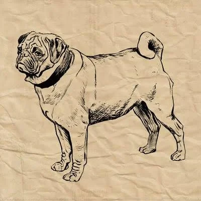 Framed Poster Prints - Pug by Sabine Berg ( Animal Art > Dogs > Pugs art)
