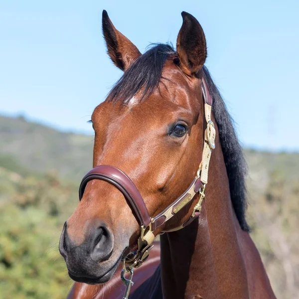 LeMieux Capella Headcollar - Sand - COB