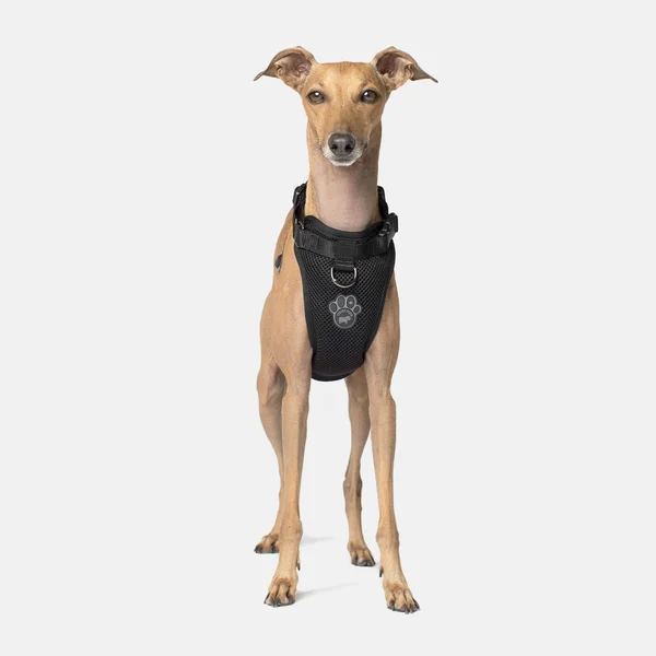 Canada Pooch Everything Harness Black X-Large