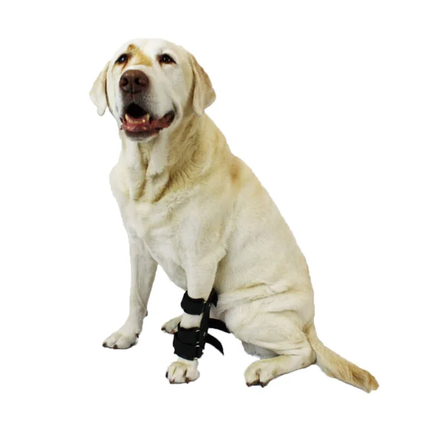 Walkin& Pet Splint for Dogs - Canine Carpal Style Front Leg Medium