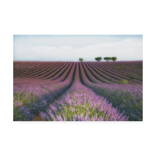 Trademark Fine Art 1X08441-C1219Gg MC 'Velours De Lavender' Canvas Art