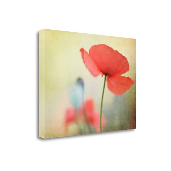 Poppy by Kim Fearheiley, Fine Art Giclee Print on Gallery