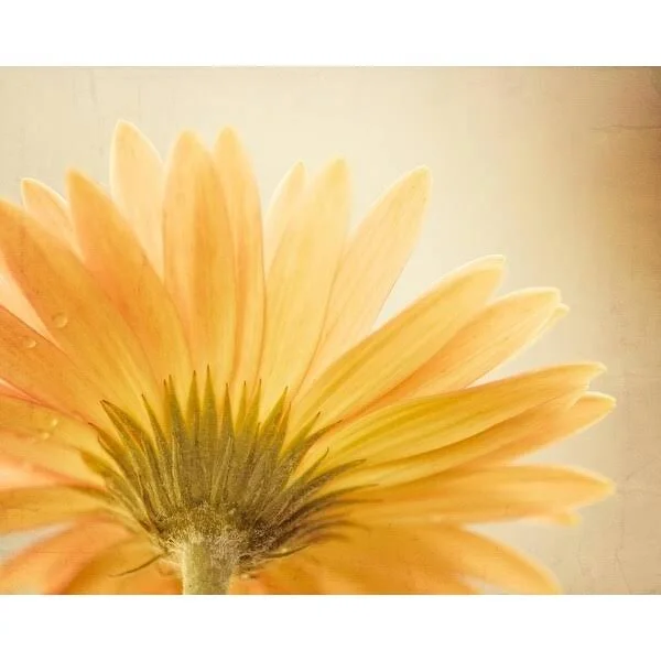 Easy Art Prints Carolyn Cochrane's 'Butterscotch' Premium Canvas Art - 16 x 20 - Classic Black Frame