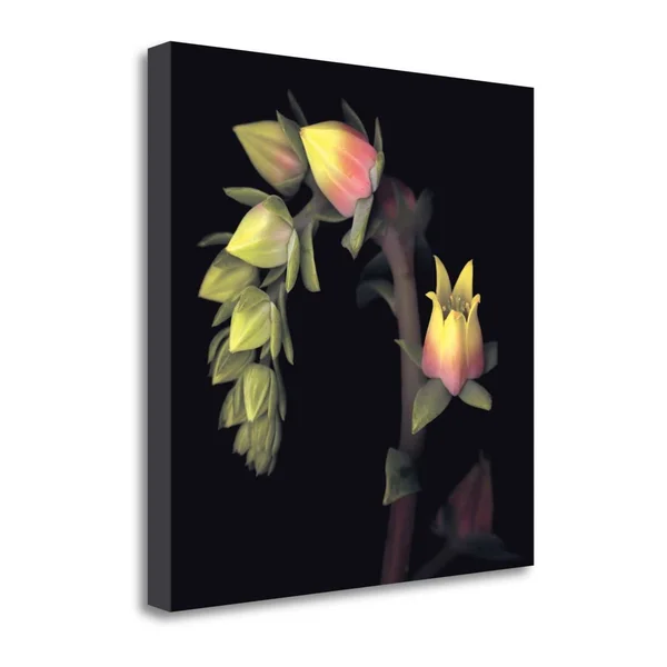 25x22 x 25x22 Echeveria by Andrew Levine Fine Art Giclee Print