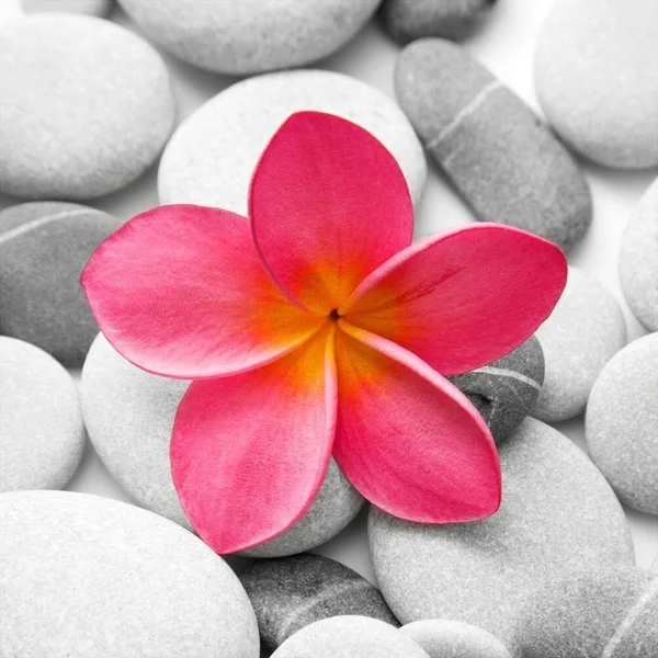 Easy Art Prints PhotoINC Studio's 'Zen Flower' Premium Canvas Art - 12 x 12 - Classic Black Frame