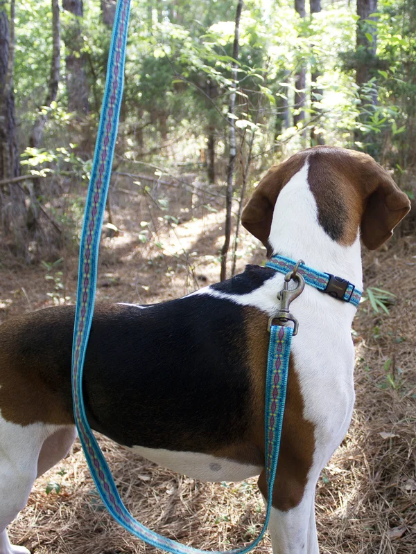 Pendleton Pet Diamond River Leash, Turquoise