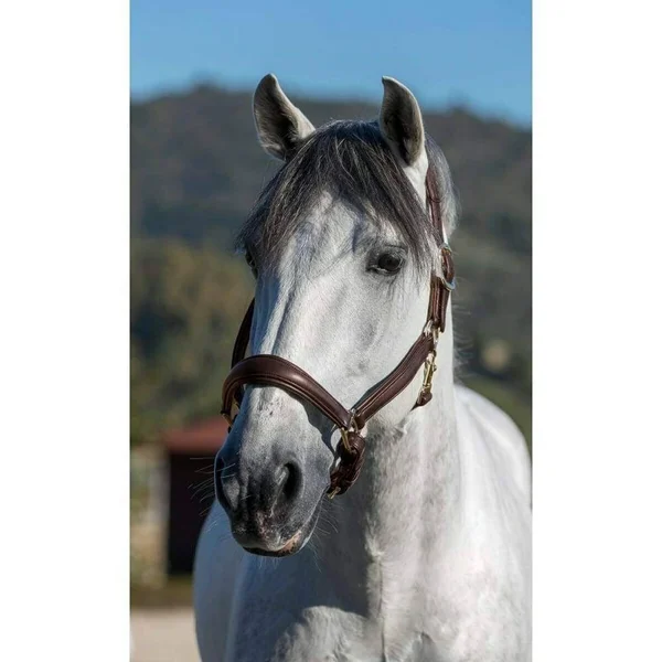 LeMieux Anatomic Leather Headcollar - Black
