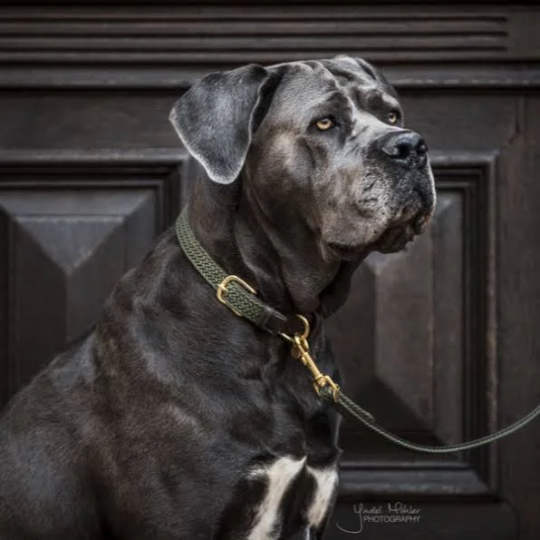Kentucky Dog Lead Plaited Nylon