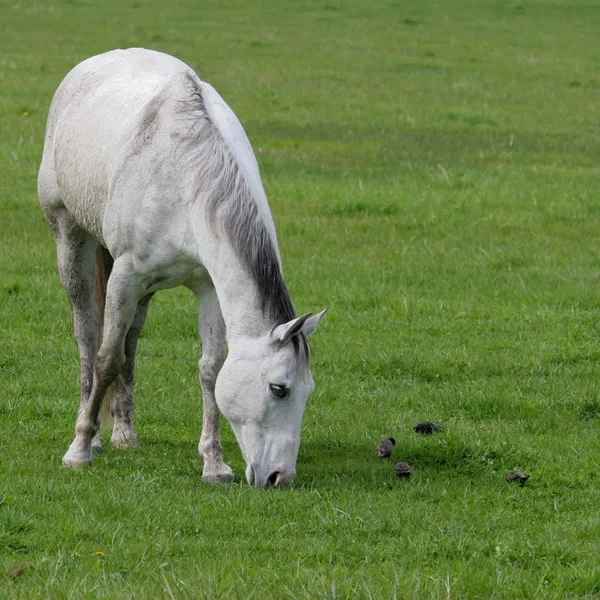 X-Seed Pasture Land Equine Mixture with Micro-Boost Seed 25-Pound